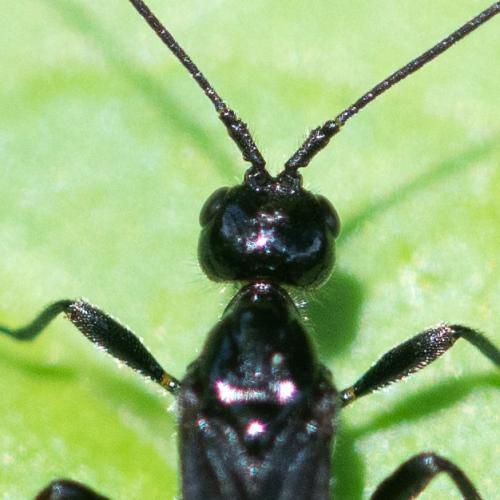 Atanycolus denigrator